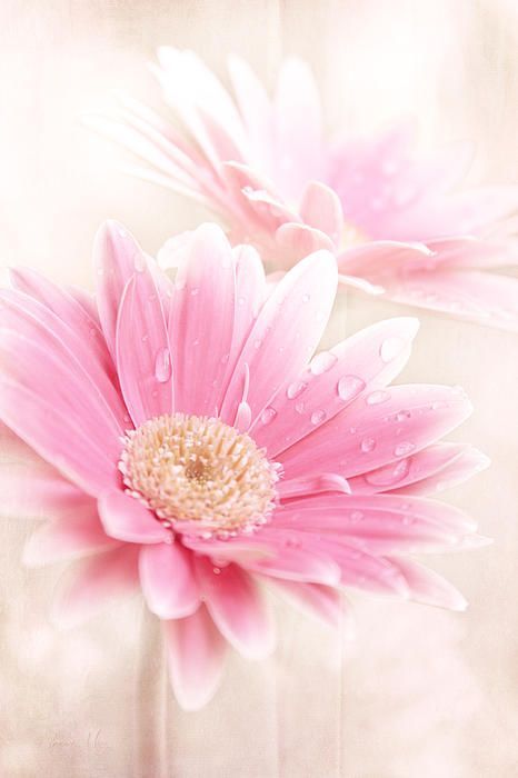 صور لأحلى ورد مع قطرات الندى - صور ورد وزهور Rose Flower images